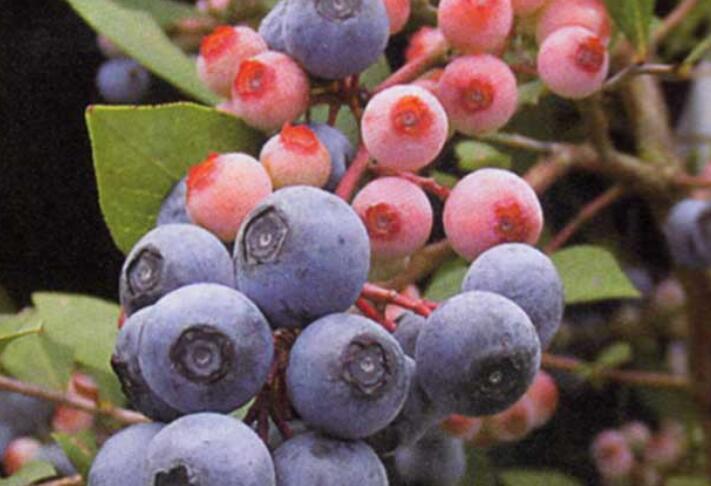 蓝莓品种(蓝莓品种排名前十)