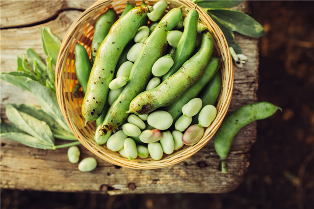 吃蚕豆对身体有什么好处和坏处(吃蚕豆对身体有什么好处和坏处?)