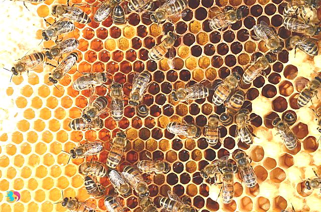 蜜蜂幼虫(蜜蜂幼虫图片)