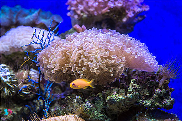 海葵是动物还是植物(珊瑚是动物还是植物)