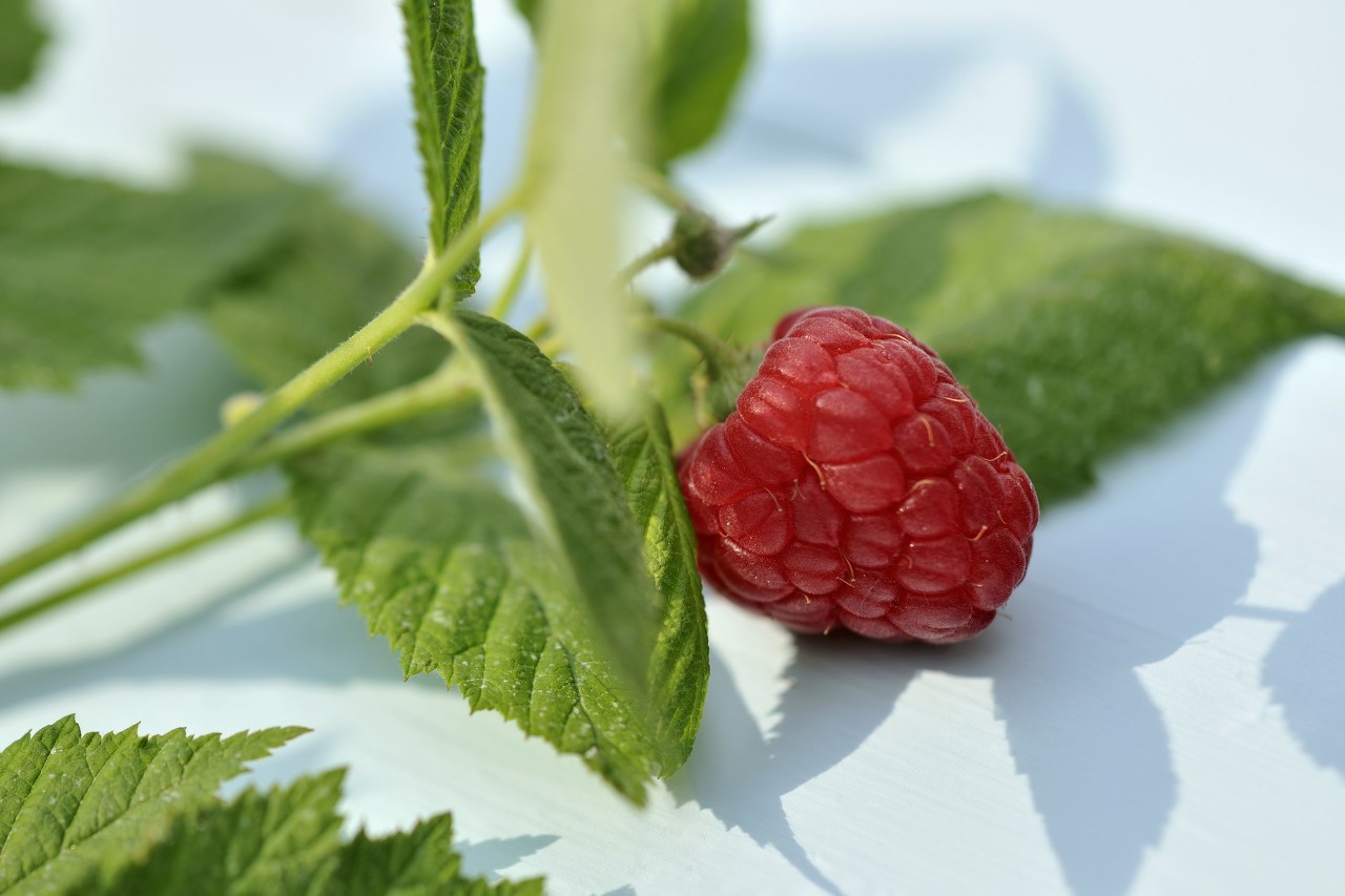 树莓热量(树莓热量高吗减肥能吃吗)