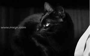 梦见别人的黑猫(梦到黑猫有什么预兆)
