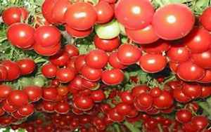 番茄树(变成大树结果2000斤)