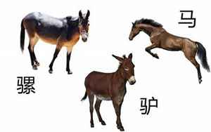马馿交配(驴和马的杂交种是什么)