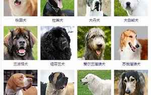 大型犬品种大全(常见的长毛大型犬都有哪些品种)
