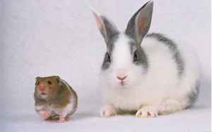 兔和鼠(兔子跟老鼠相配吗)