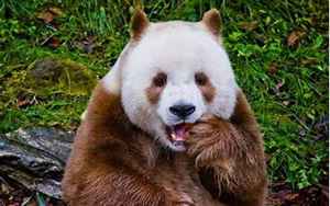 棕色大熊猫(七仔是偷来的吧)