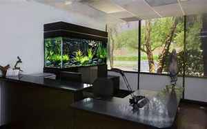 办公室鱼缸风水(办公室鱼缸的摆放)