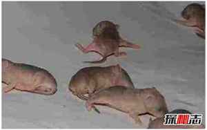 女人生老鼠(女孩怀孕生下20只老鼠)