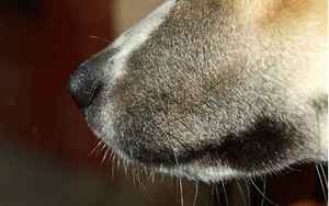 狗鼻子(狗鼻子的功能特点有哪些)