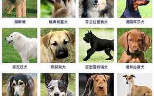 中大型犬品种大全(7个性格好的狗狗品种)