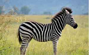 zebra的音标(zebra是什么意思)