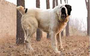 大型狗(世界最大的十大犬种)