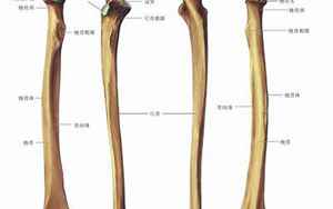 尺骨和桡骨(尺骨和桡骨如何区分)