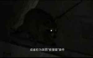 夜狸猫(野狸猫究竟是什么动物)