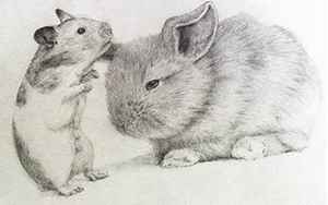 兔子和老鼠属相合不合(鼠和兔属相合不合)