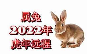 2022虎年兔子运势如何(属兔人虎年运势2022运势详解)