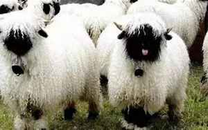 苏格兰黑脸羊(肖恩羊是什么品种)