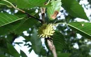 麻栎树(山区农村常见的麻栎人工种植效益如何)
