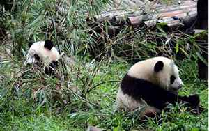 四川大熊猫栖息地(成都大熊猫保护历史)