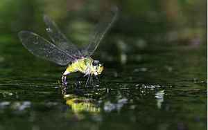 蜻蜓点水的目的是什么(蜻蜓总是喜欢点水)