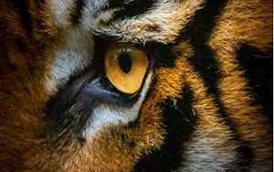 老虎眼睛(老虎的眼睛什么颜色)