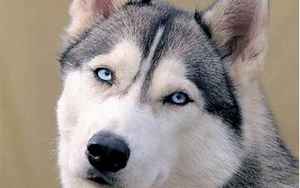西伯利亚哈士奇(西伯利亚雪橇犬)