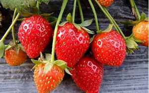 什么是种草莓(什么叫做种草莓)