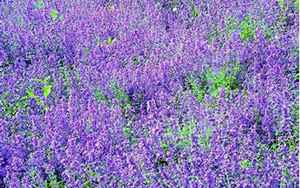 lavender(Lavender是什么意思)