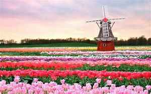 荷兰的国花是什么(被称作世界之花)