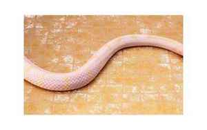 白蟒蛇(梦见白色蟒蛇是什么意思)