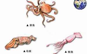 章鱼鱿鱼(鱿鱼和章鱼有哪些区别)