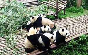 福州熊猫世界(福州海峡熊猫世界必玩景点)