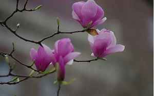 紫木兰(紫玉兰花的寓意紫玉兰花的寓意是什么)