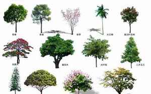 树名(100种树木名称有哪些)