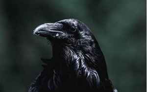 黑乌鸦(黑乌鸦代表什么意思)