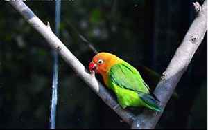 红嘴绿鹦鹉(红嘴绿鹦哥是什么鸟)