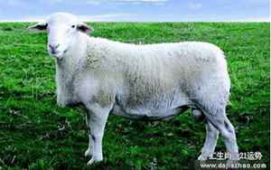 79羊2021逐月运势(1979年属羊人每月运势)