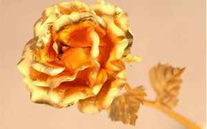 黄金玫瑰(黄金玫瑰代表什么)