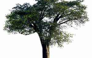 树类(常见树的品种有哪些)