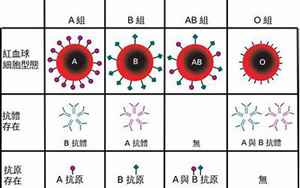 o型血(ABO血型系统的一种)