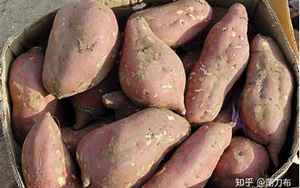 甘薯和红薯有什么区别(红薯、紫薯、白薯)