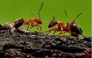 蚂蚁的资料(关于蚂蚁资料介绍)