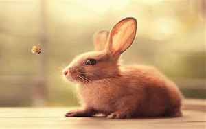兔鸡合不合(兔和鸡属相合不合)