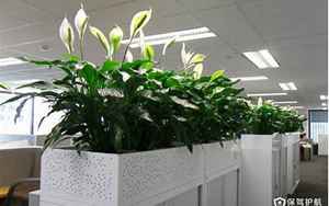 办公室摆放植物风水(办公室花卉摆放风水有什么讲究)