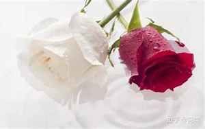 红玫瑰与白玫瑰经典语录(红玫瑰与白玫瑰中经典的9句话)