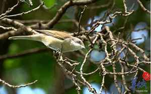 白喉林莺(十五栖息在山林灌丛和草地)