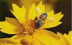 蜜蜂科(蜜蜂科昆虫有哪些动物)