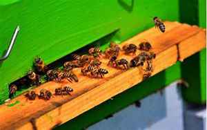 麦蜂(蜜蜂养殖技术方法)