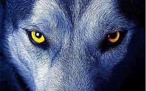 狼的眼睛(你知道为什么在夜里狼的眼睛会闪闪发光吗)
